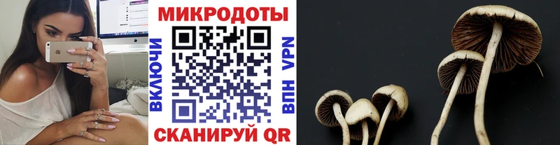 Галлюциногенные грибы Psilocybine cubensis  Купить  Чекалин 